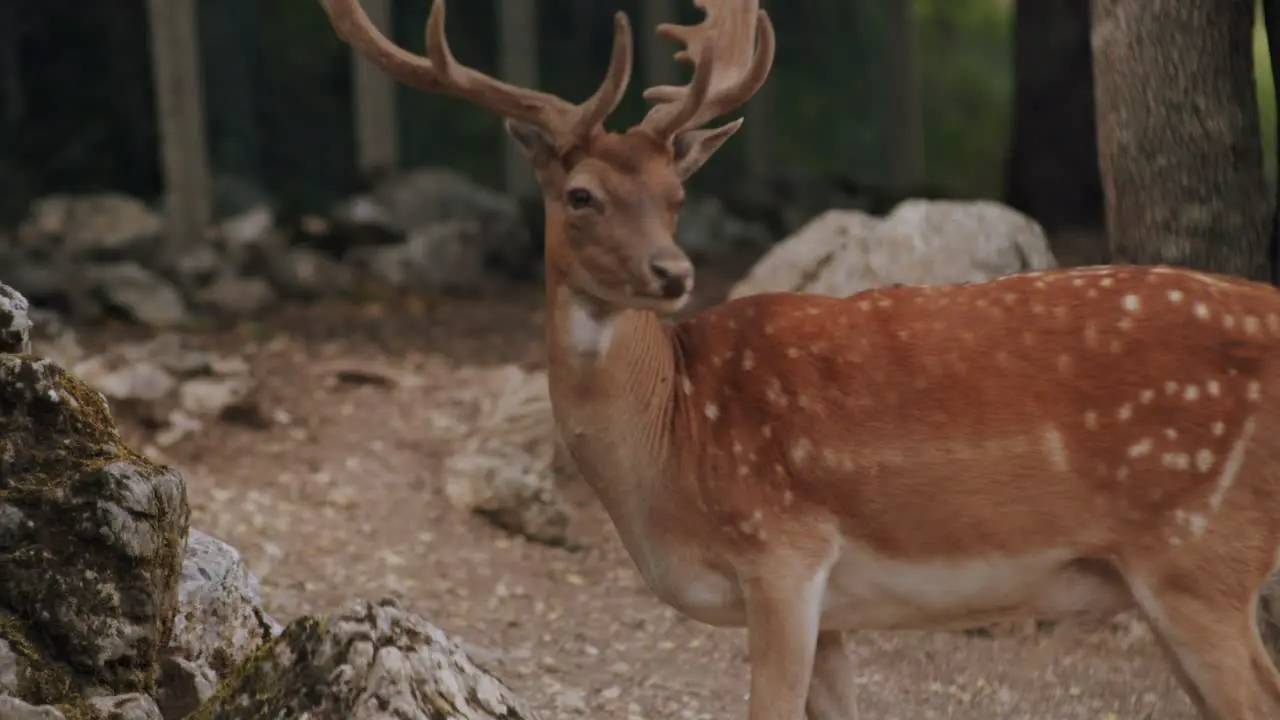 A big male fallow deer is eating behind a rock in a forest in the middle of Italy