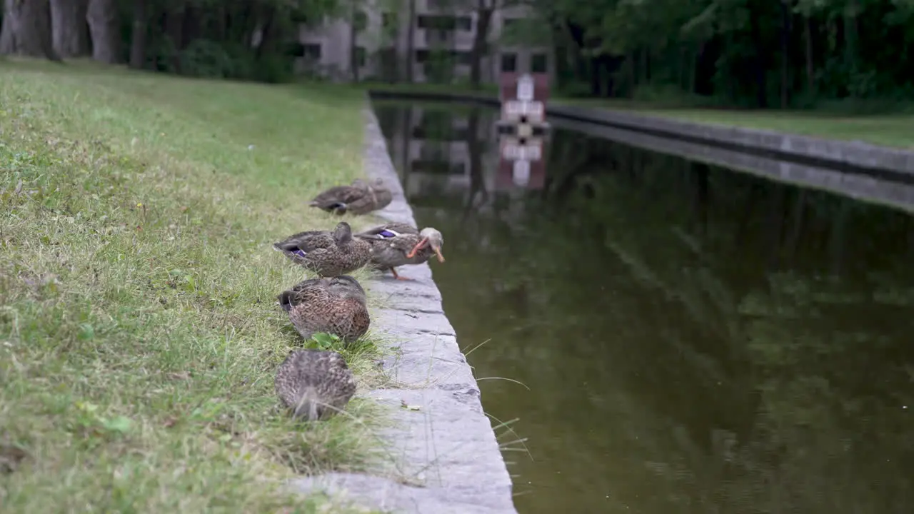 A duck at a pond scratches itself in slow motion