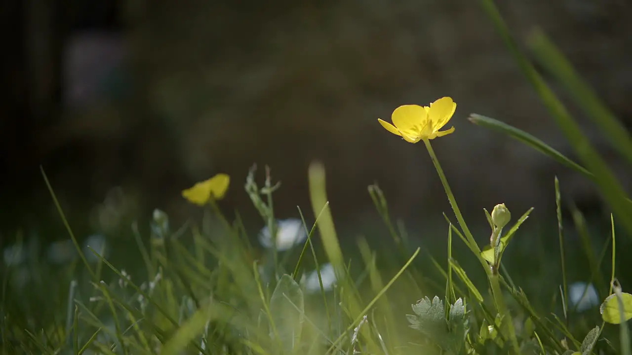 Dramatic push to yellow flowre in field as shadows pass macro zoom