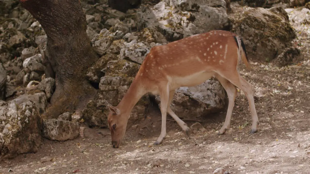 Total shot of a female fallow deer that is eating from the ground in a forest in the middle of Italy