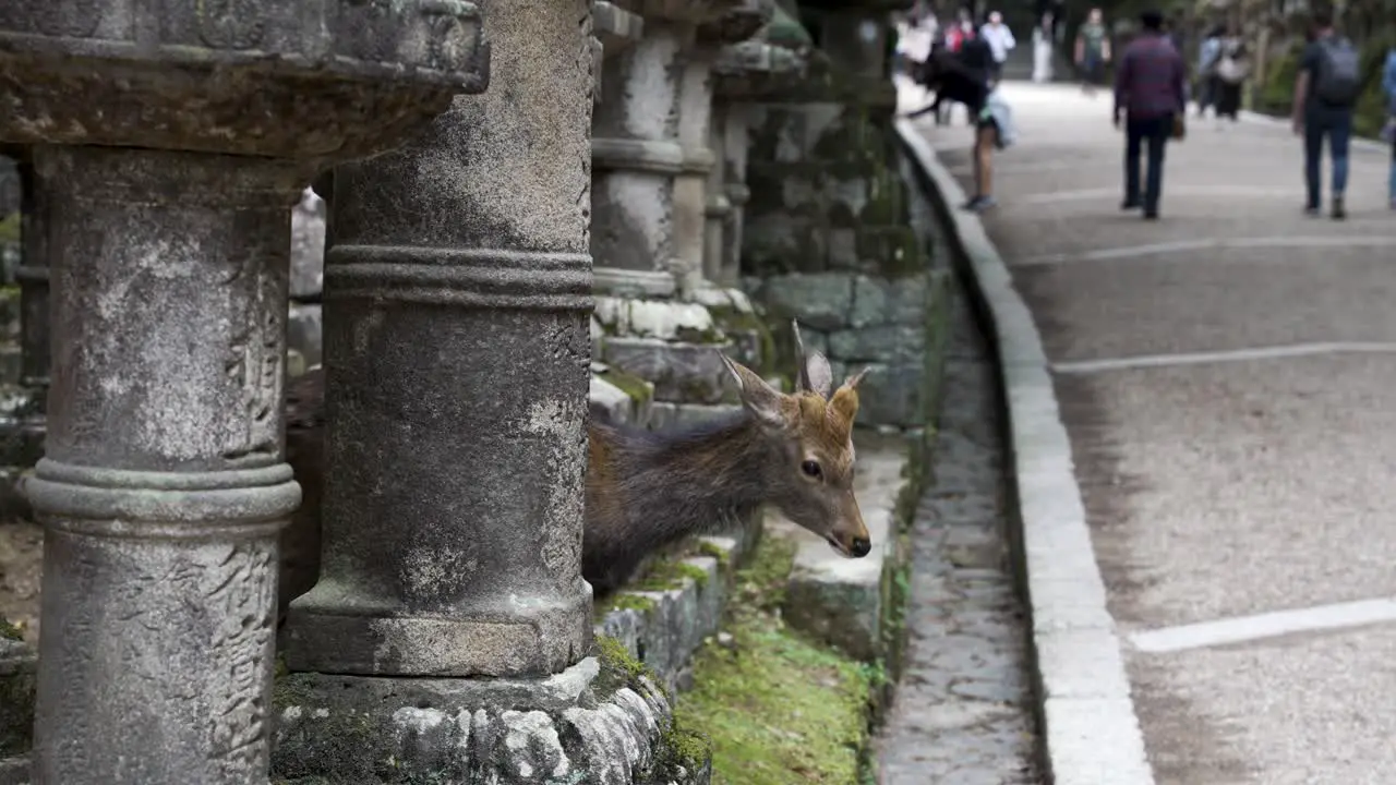 Wild Deer Bowing At Passing Tourists In Nara Park Along Path