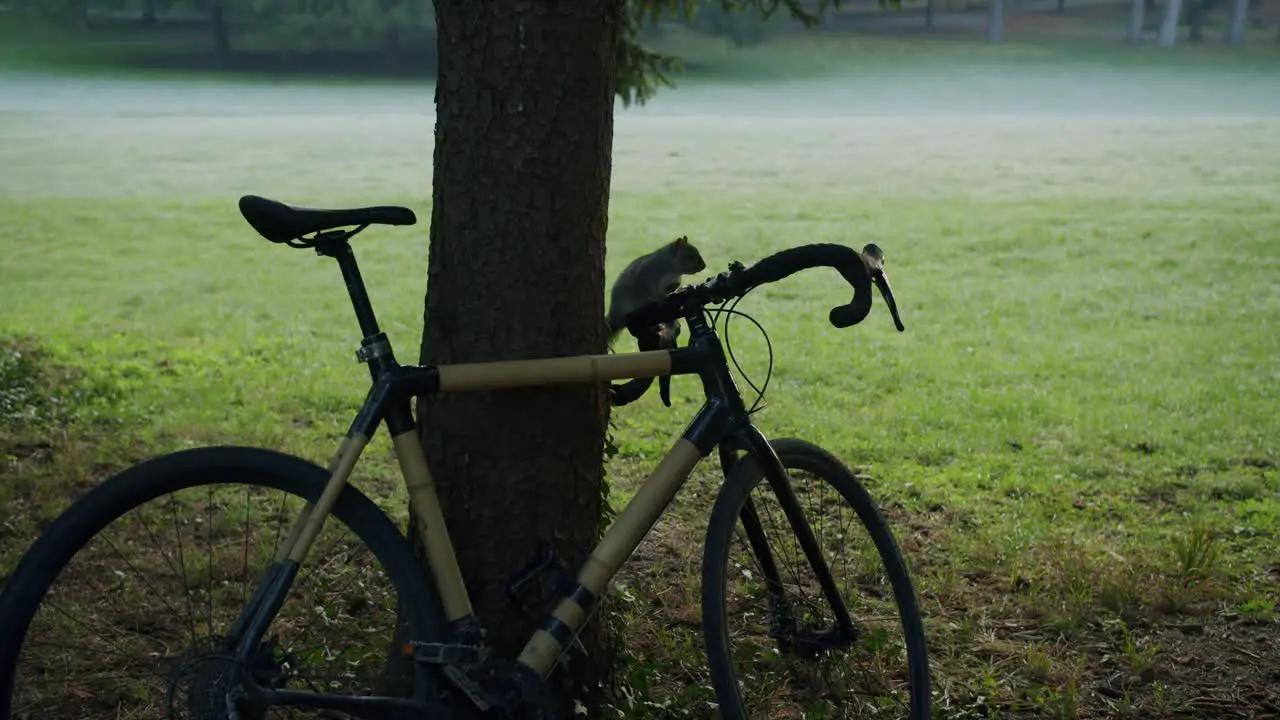 A curious squirrel tries to understand what a bike is 04