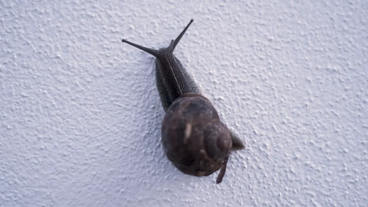 Snail Time Lapse Moving On White Wall