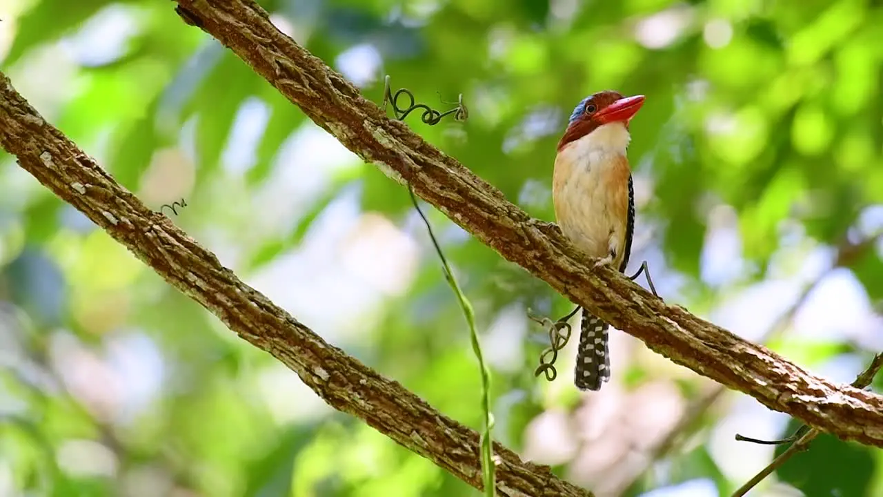 A tree kingfisher and one of the most beautiful birds found in Thailand within tropical rain-forests