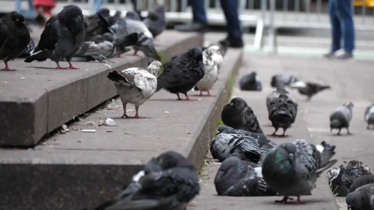 Birds in NY manhatten