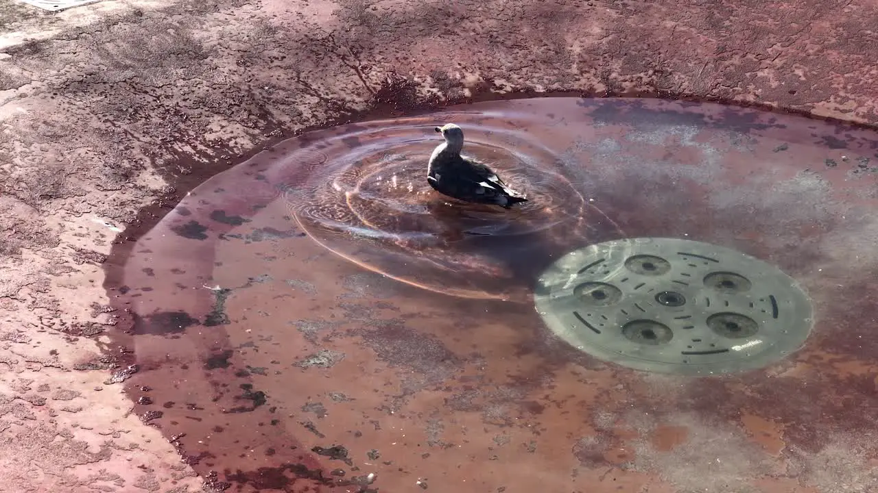 Slow Motion Clip of Seagulls having fun on the floor near a water fountain during daylight