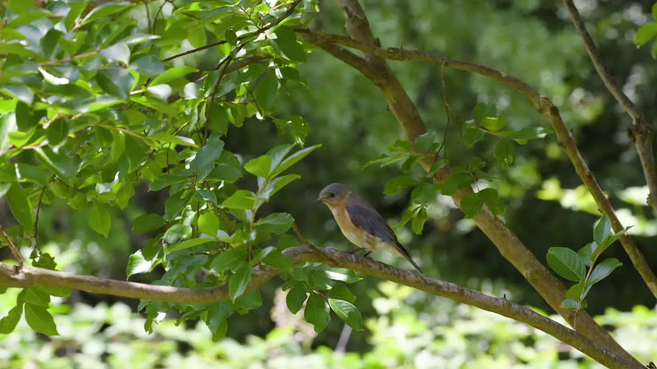 Eastern bluebird female sitting on a tree branch then flying off