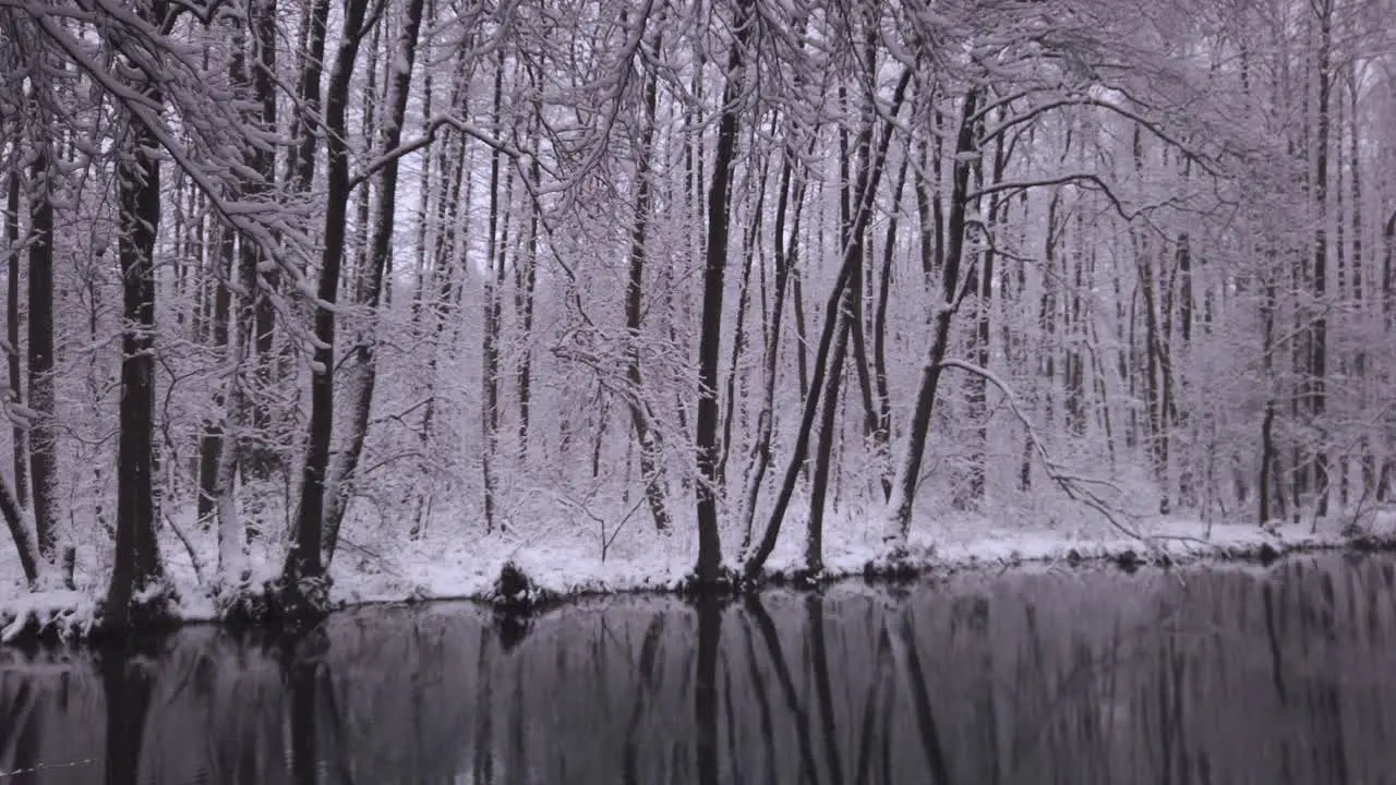 Snowy woodland forest trees reflecting in cold park river with gentle snowfall