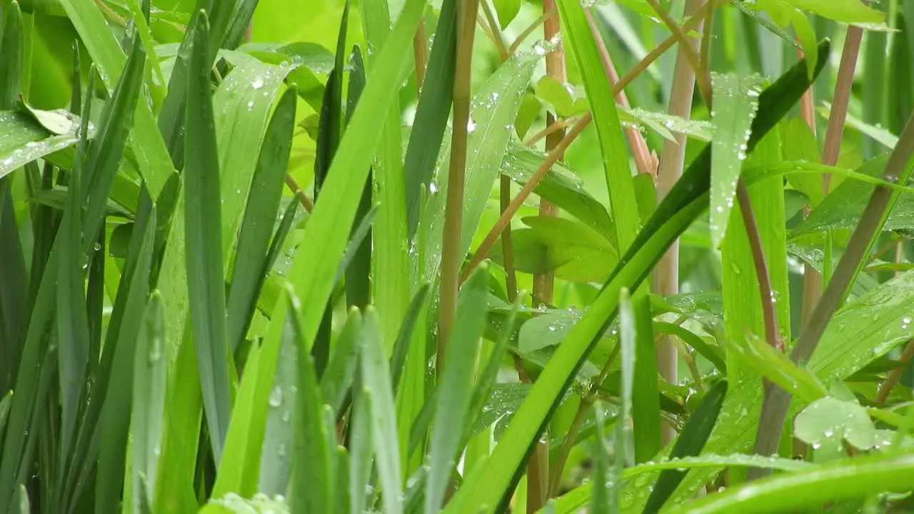 Green grass in rain