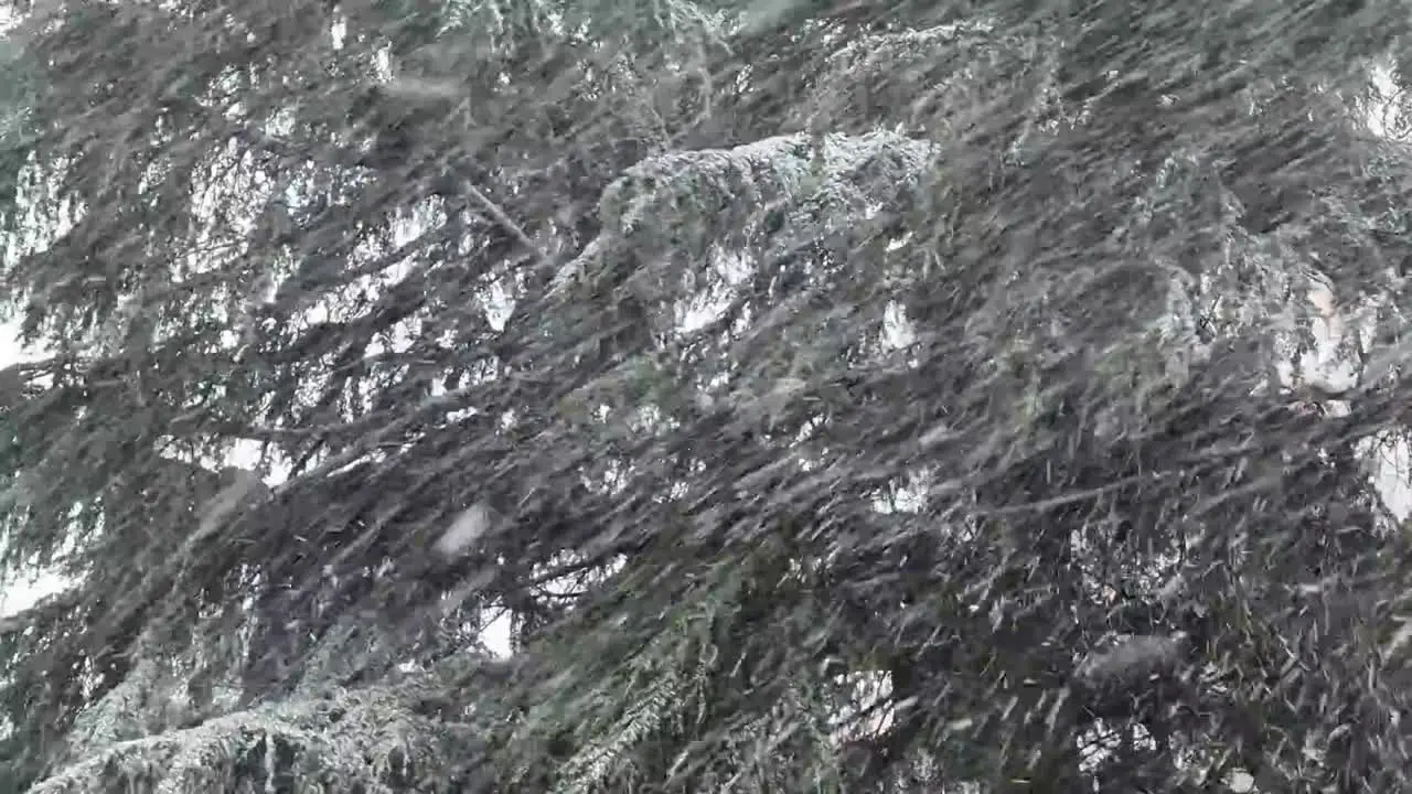 Fir trees under a snowstorm in christmas time