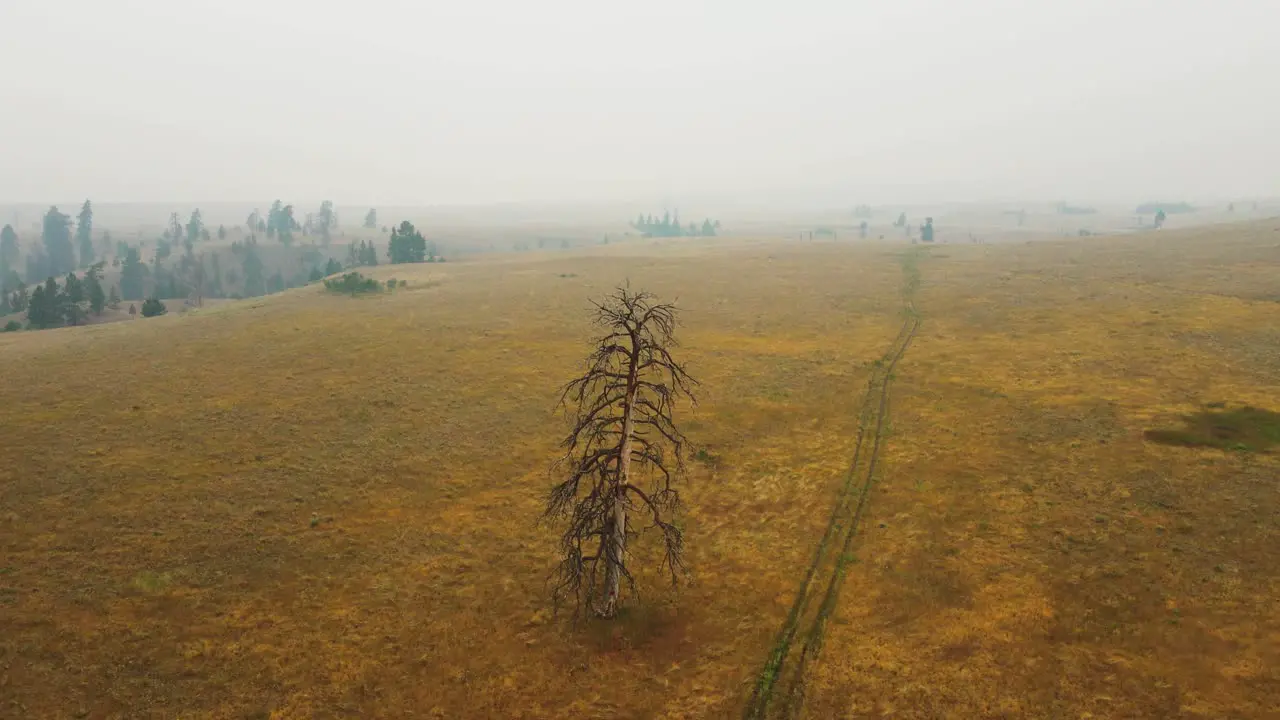 Drone flight over a dead tree