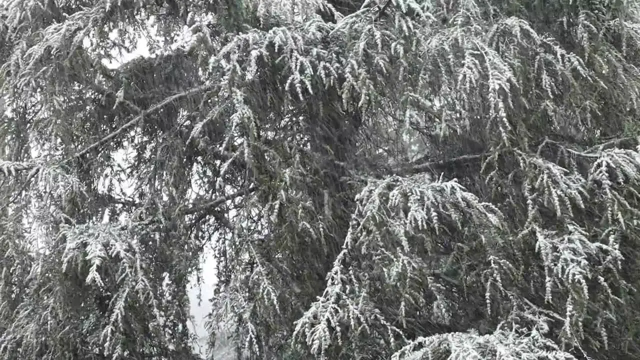 The fir trees of Bologna Italy under a snowstorm in christmas time