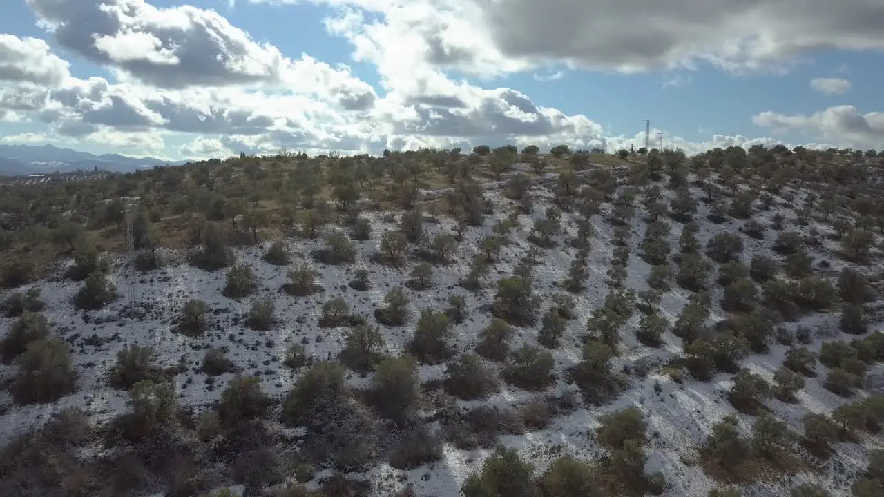 Aerial ascending shot over a snowed olive field