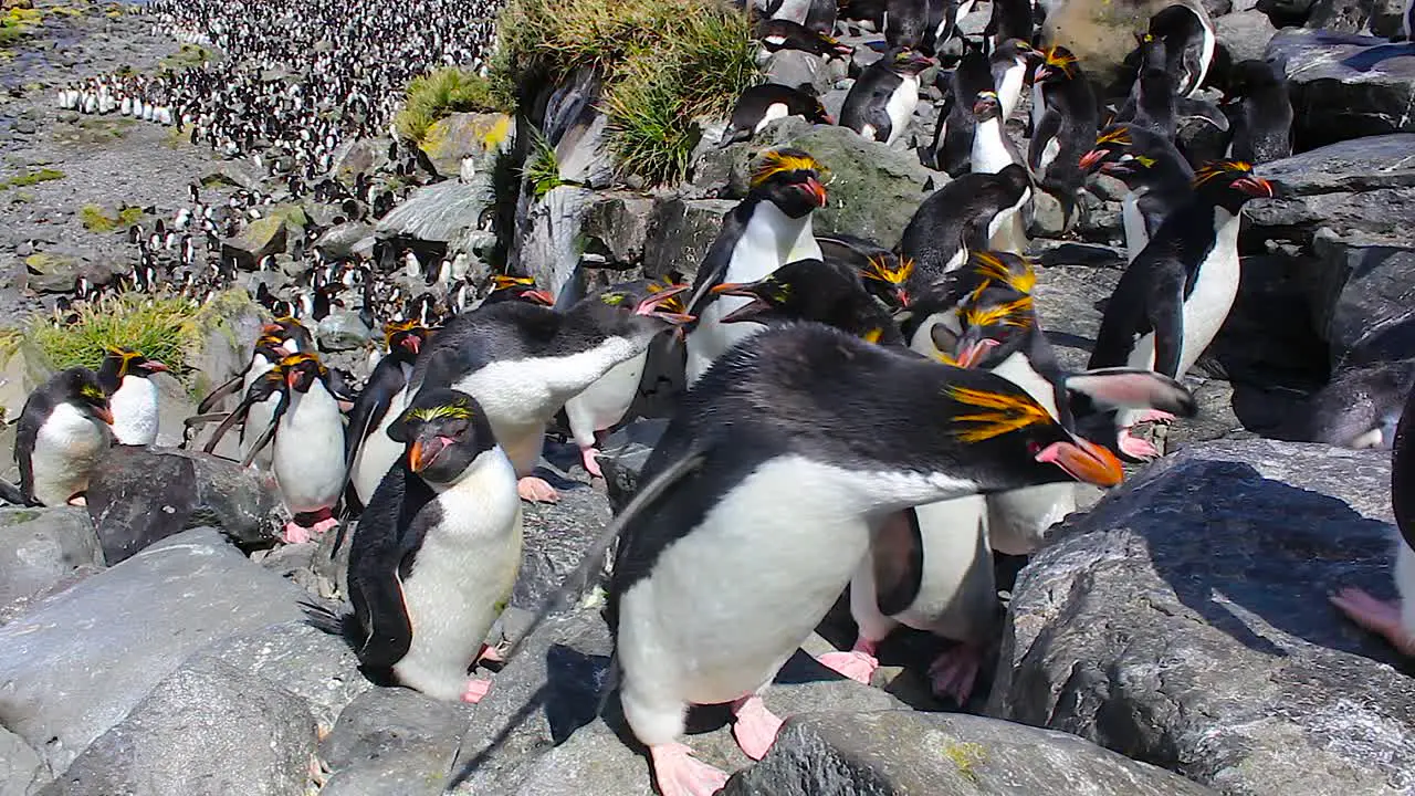 Large group of Macaroni penguins climbing up a rock face