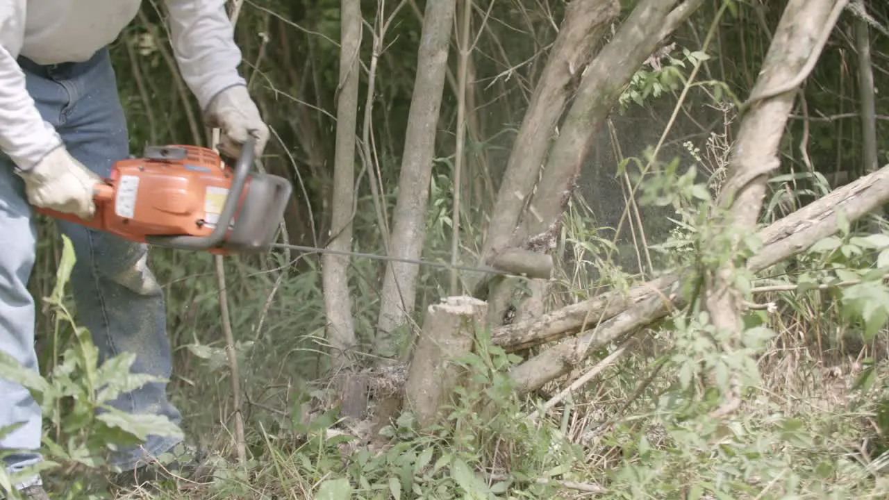 Slow motion telephoto footage of a man chainsawing some small branches