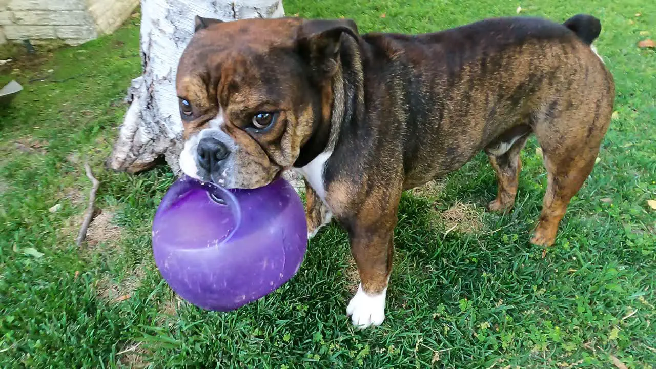 bulldog puppy plays in yard