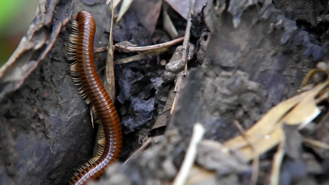 Macro view of a Centiped walking in a forest in Mondolkiri in Cambodia