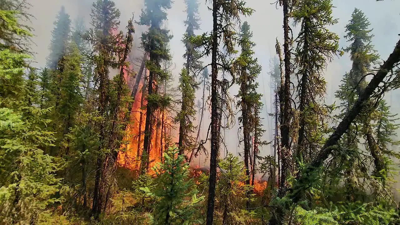 walking in the forest towards a wildifre consuming the vegetation and with heavy smoke in the air