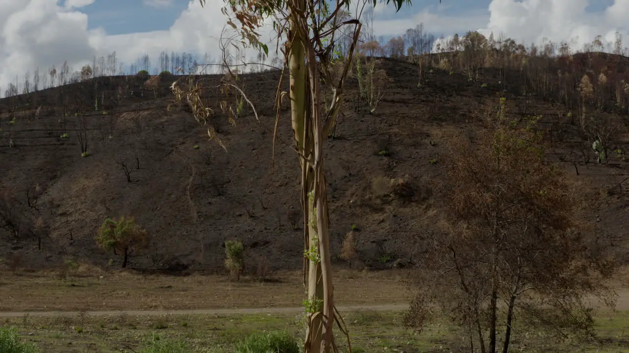 A Portuguese forest after arson in Monchique