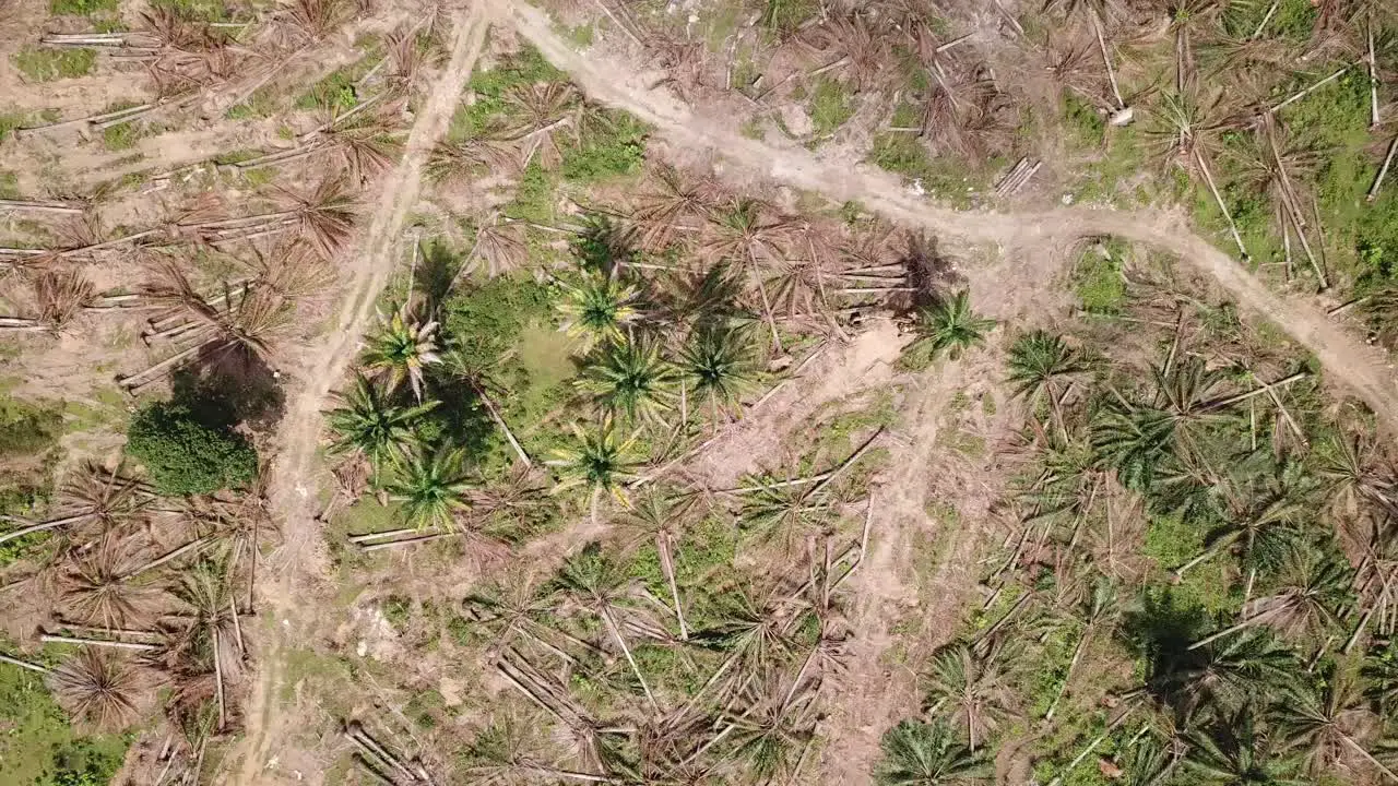 Top view land clearing at oil palm plantation at Malaysia Southeast Asia