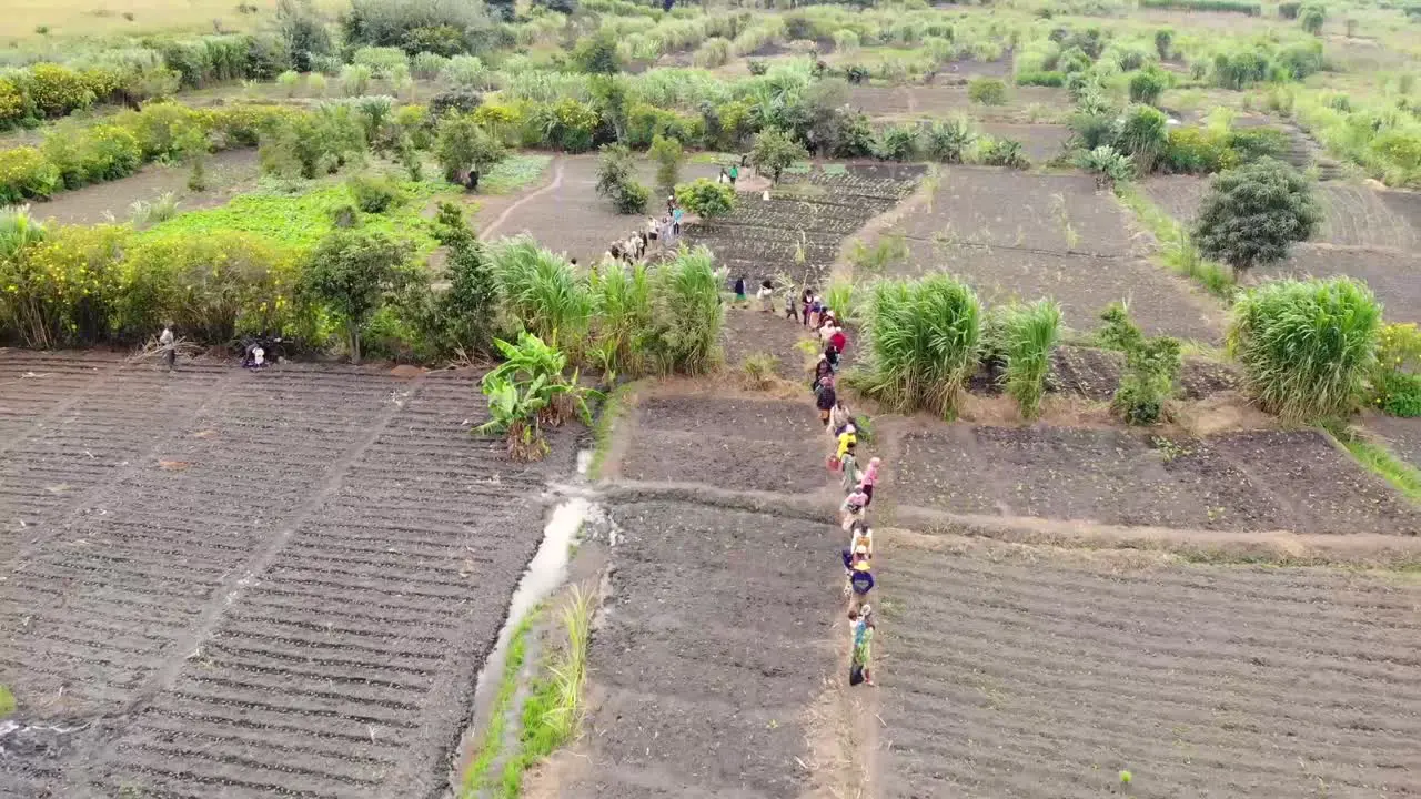 Group of African Field Workers Going to their Crop Fields Malawi Africa