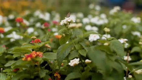 Colorful flowers outdoors