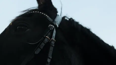 Black horse closeup