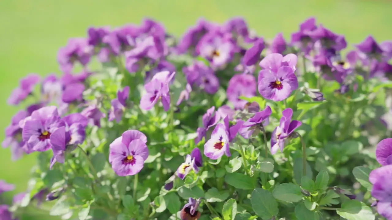 Pansy flowers in windy weather