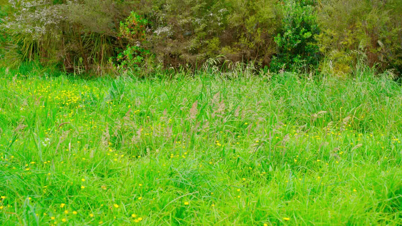 green grass in the windy day