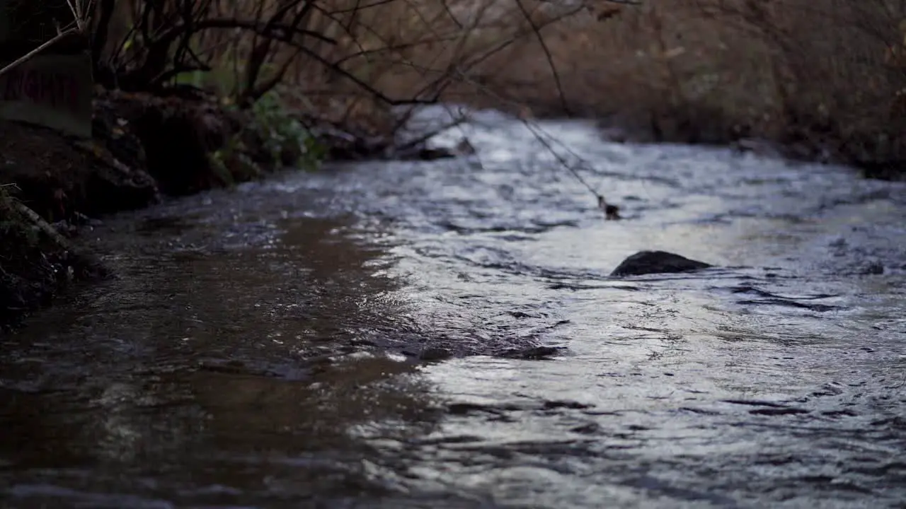 Small Creek at dusk shot in slow motion