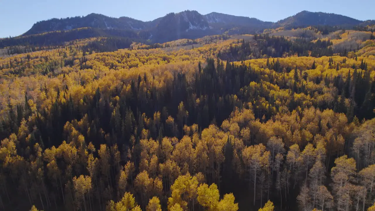 Sweeping aerial shot of the yellow aspen tree tops surrounded by snowcapped mountains in Utah