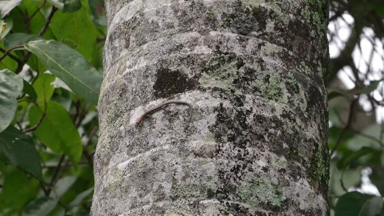 a small skink lizard on the trunk of a palm tree