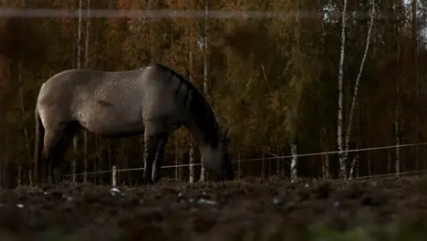 Horses outdoors at sunset