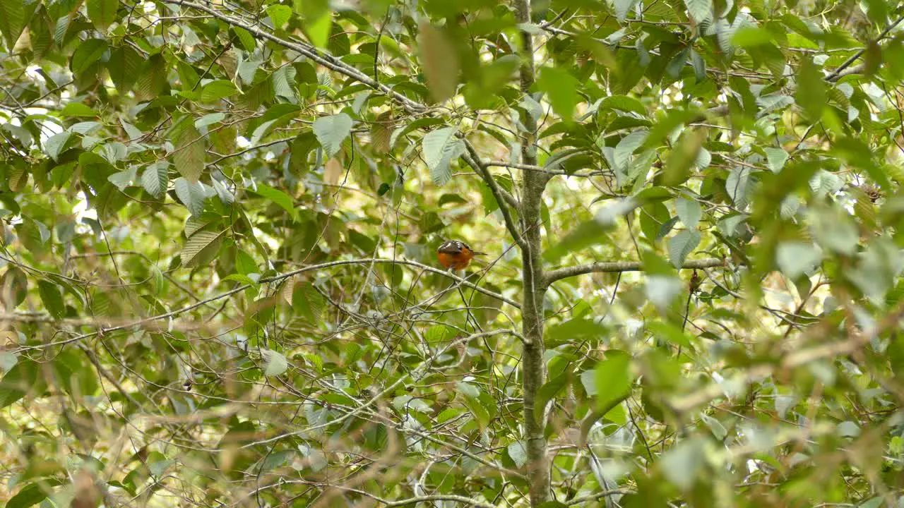 Orange Crowned Oriole perched on a leafy tree in Panama