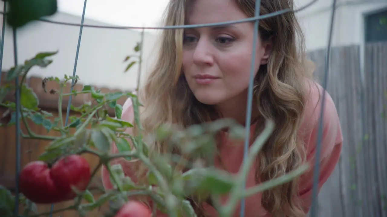 Woman Admiring Home Grown Tomatoes in Backyard Garden Inspecting Outdoor Plants in the Daytime