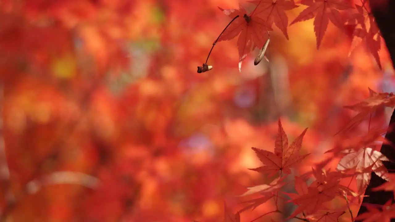 Red And Orange Maple tree leaves closeup in Autumn forest shallow depth of field