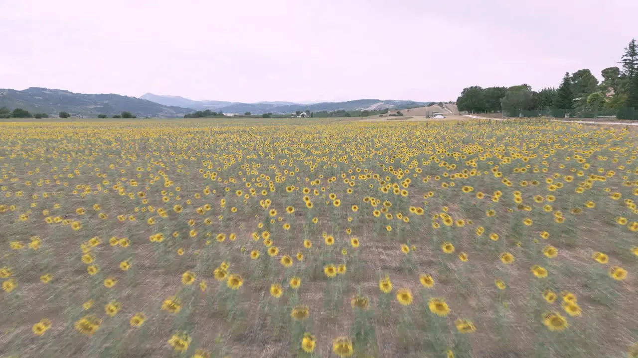 A drone shot over a sunflowers field