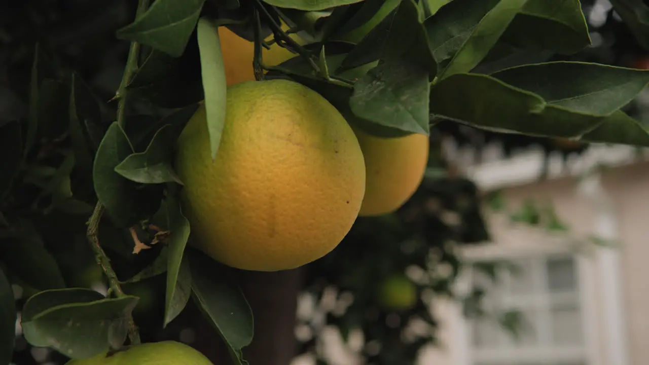 Handheld Close Up of Ripening Oranges on Tree in Backyard