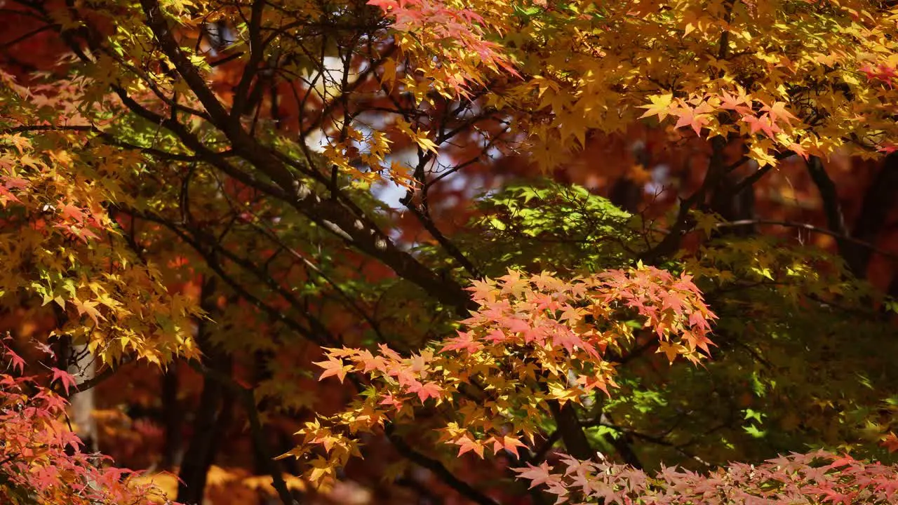 Autumn maple tree branches with orange yellow and red color leaves in November Forest