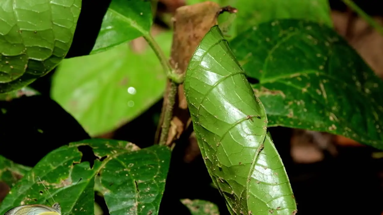 Seen on a leaf during the morning and then flies away quickly Yellow Orange Tip Ixias pyrene Kaeng Krachan National Park Thailand