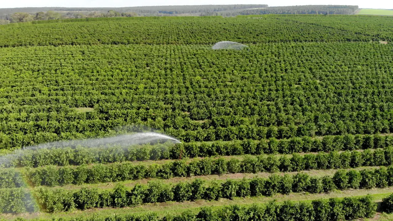 Irrigation in orange plantation on sunny day in Brazil