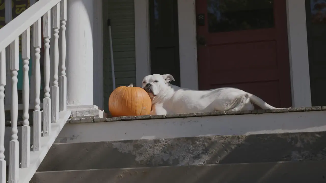 Slowly zooming in footage of a white dog falling asleep against a pumpkin on a front porch in the sunshine