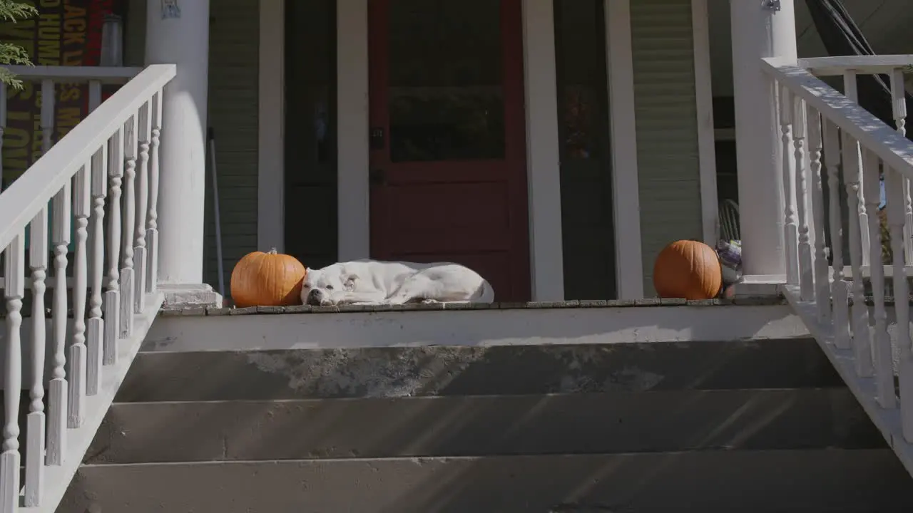 A white dog laying on the front porch of a house in between two pumpkins