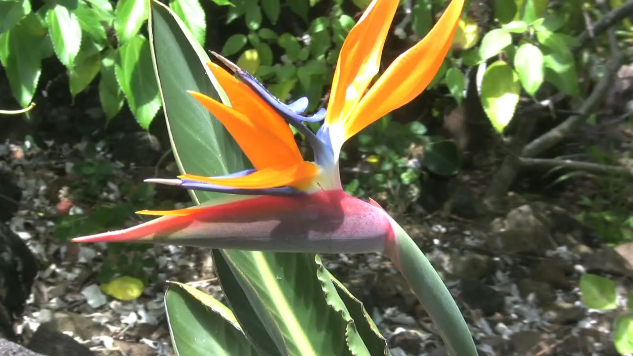 Kauai Bird of Paradise flower