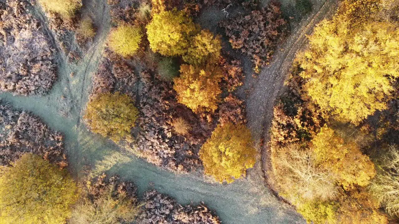 A top down view looking over an autumnal forest in the heart of Kent shot on DJI