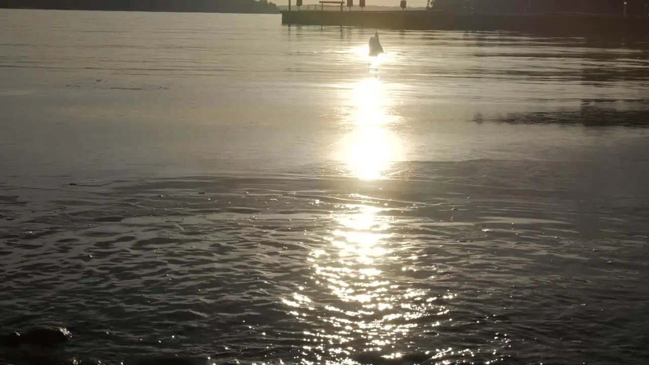 sunrise lake sunset with a swimming swan