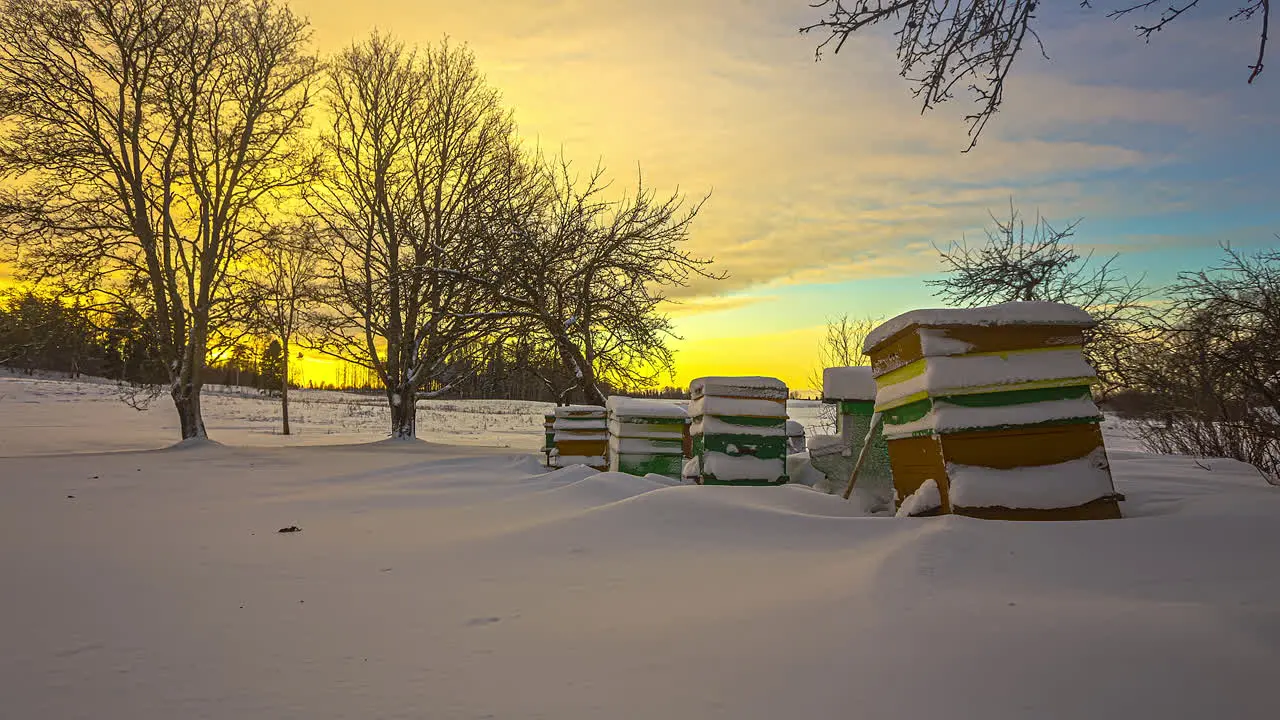 Time lapse of sun setting behind trees in snow landscape with beehives