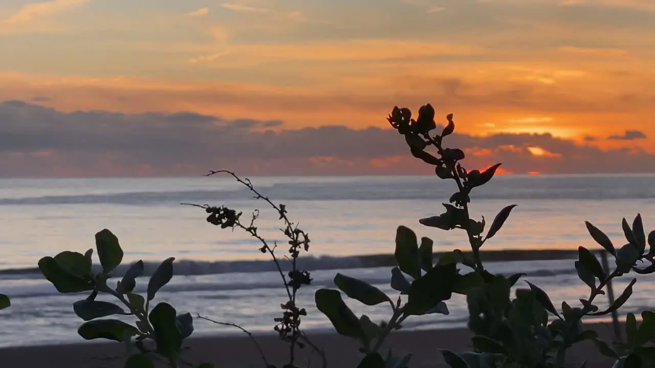 Silhouette flowers Sunset