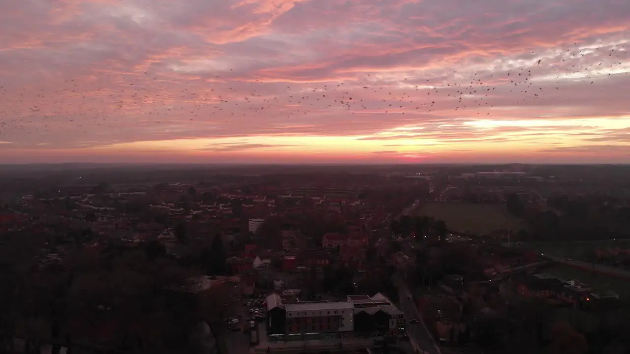 Drone sunset flight with groups of birds in migration