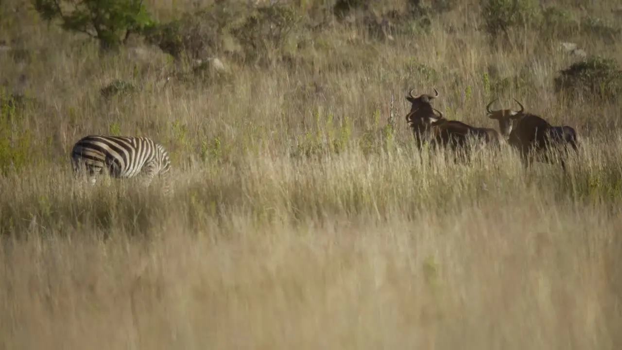 Close Up of Zebra's Grazing in the Savannah in 4k Slow Motion